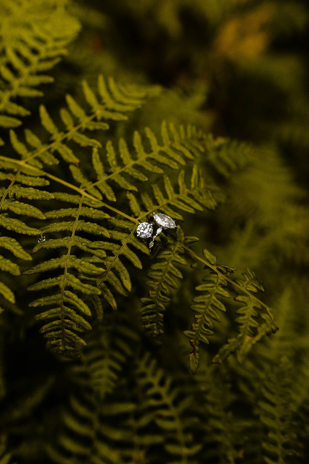 close up of engagement rings resting on a fern at Gold Creek Pond. 