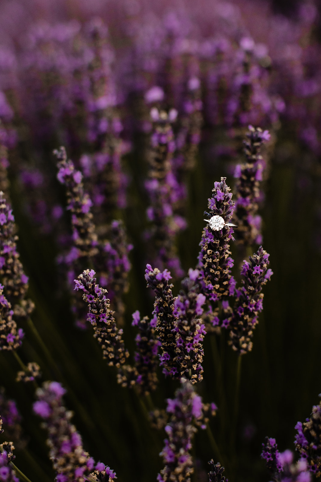 engagement ring rests on a lavender plant.