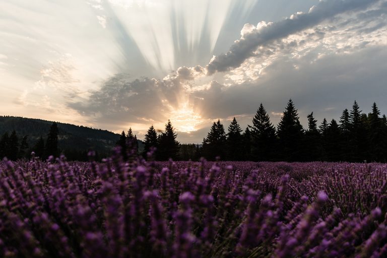 Flower Field Photoshoot Guide by Season in the PNW