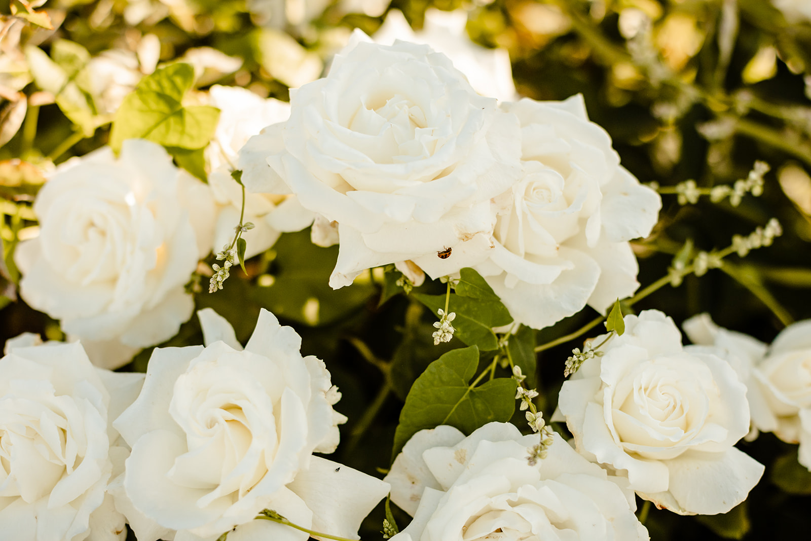 close up on a ladybug perched on a white rose.