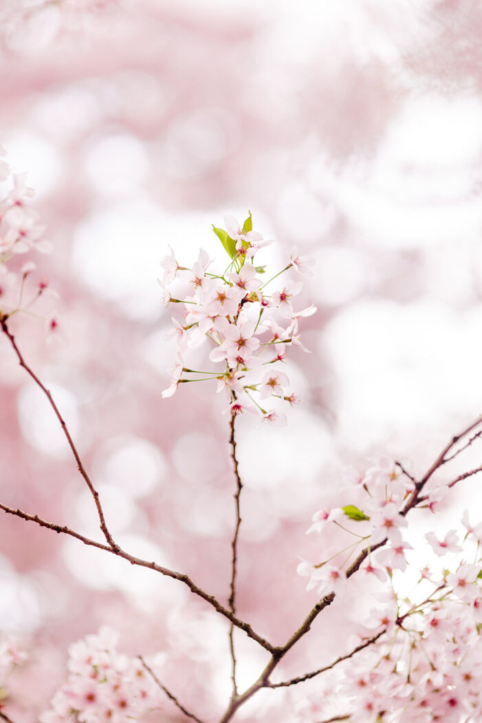 Flower Field Photoshoot Guide by Season in the PNW cherry blossoms at UW