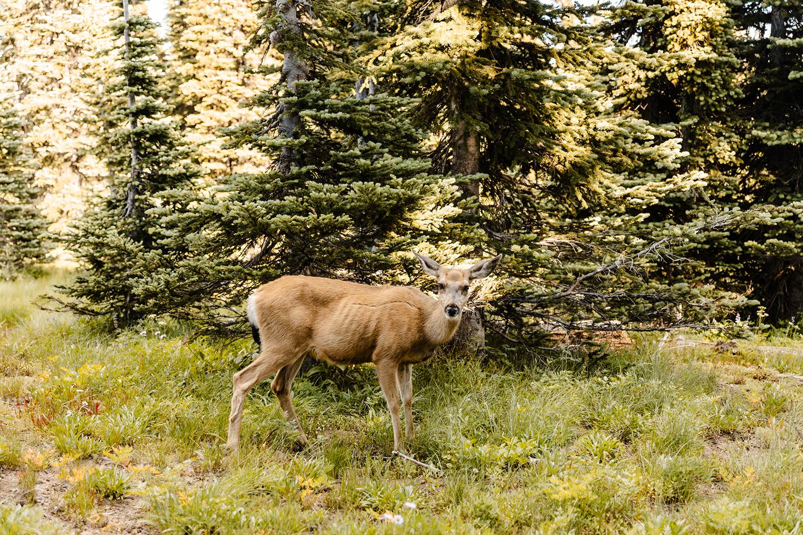 buck walking through the woods