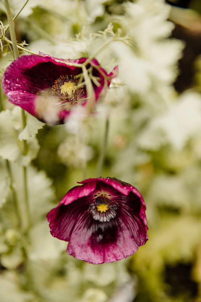 purple wild flowers