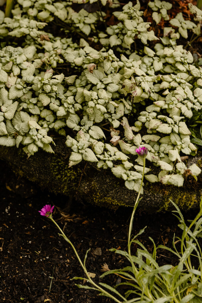 garden greenery