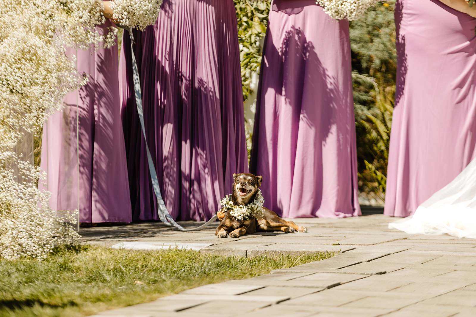 little dog sits at the feet of bridesmaids during ceremony