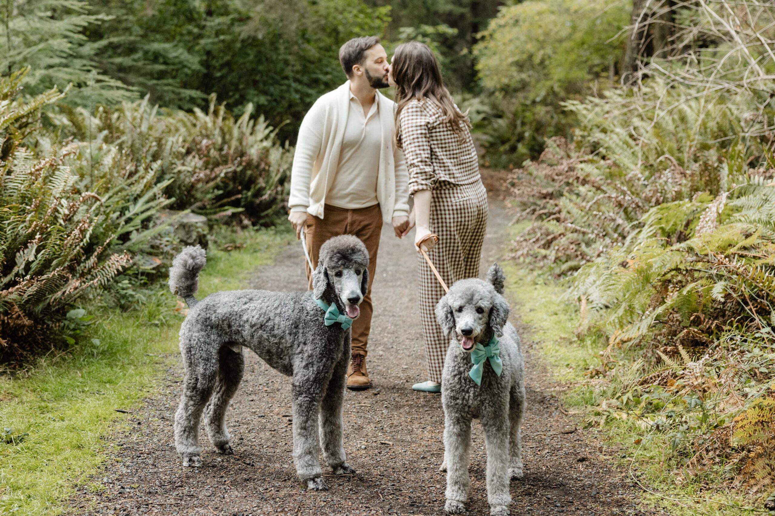 two standard poodles looking at camera with humans kissing behind them in the forest