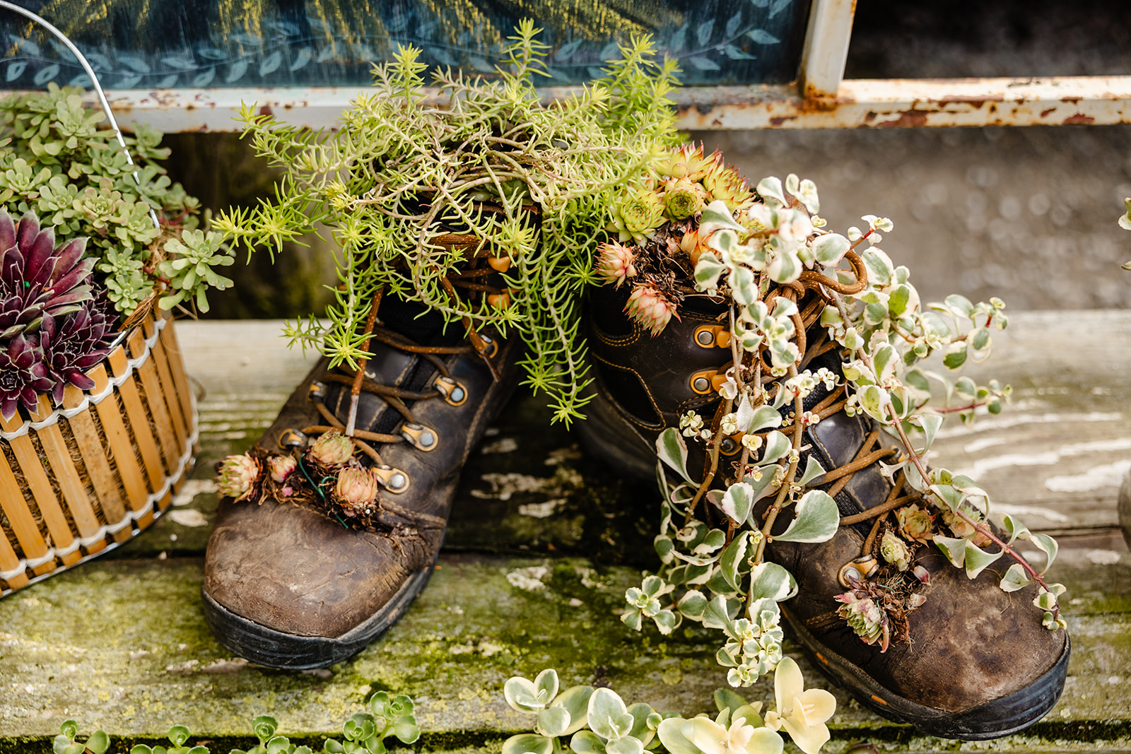 boots with plants growing out of them