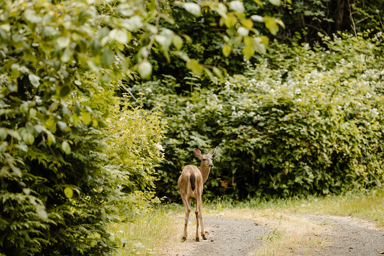 deer in the forest