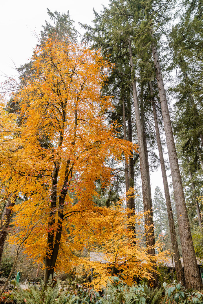 autumn leaves at lakewold garden
