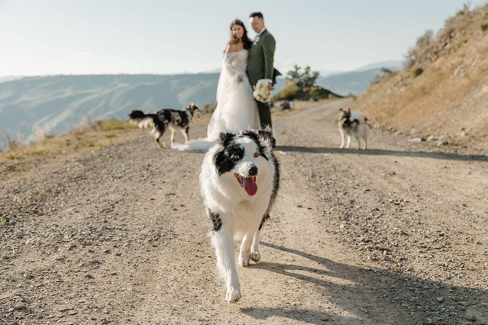 elopement with dogs wedding photographer in seattle washington