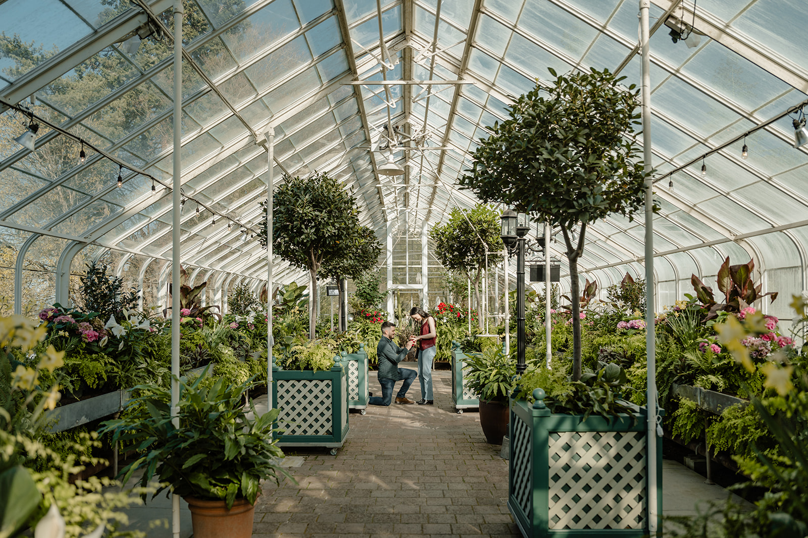 proposal in greenhouse